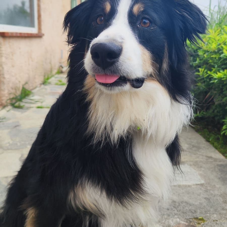 Border Collie tricolore au regard expressif