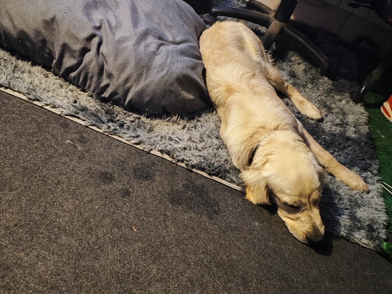 Labrador endormi sur un tapis confortable à l'intérieur de la maison
